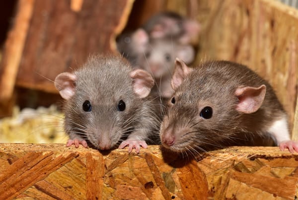 Rat Park: Addiction misunderstood